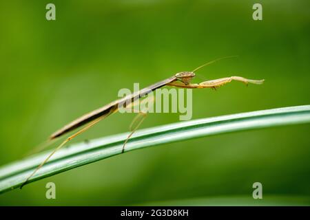 Mantis giovanile in preghiera (specie Tenodera) - Carolina del Nord Arboretum, Asheville, Carolina del Nord, Stati Uniti Foto Stock