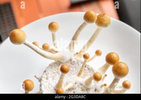 Funghi psilocibin, comunemente noti come funghi magici, funghi o scopette che vengono coltivati in un incubatore a base di casa. Foto Stock