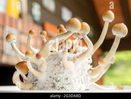 Funghi psilocibin, comunemente noti come funghi magici, funghi o scopette che vengono coltivati in un incubatore a base di casa. Foto Stock