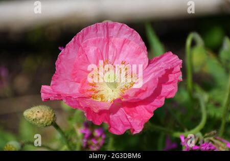 Un fiore rosa di papavero islandese a piena fioritura Foto Stock