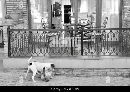 Due cuccioli che giocano su una strada di Tbilisi, Georgia Foto Stock