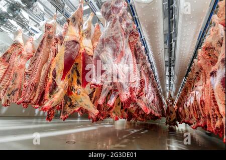 Molte carcasse di manzo sono appese nel grande frigorifero. Camera refrigerante per il raffreddamento preliminare della carne. Foto Stock