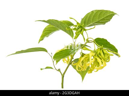 Cananga oborata (Ylang-ylang) isolato su sfondo bianco Foto Stock