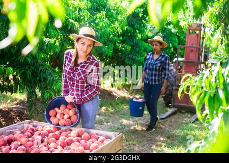 Lavoratrice agricola latina che bulking pesche in scatole Foto Stock