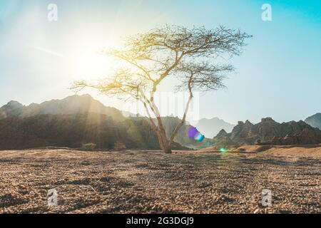 valle nel deserto con un albero di Acacia con roccia di montagna e nuvole sullo sfondo. Splendido paesaggio desertico con un albero solistico e uno sfondo roccioso Foto Stock