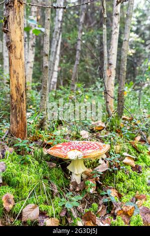Fungo agarico di mosca rossa nella foresta estiva. Il fungo tossico amanita Foto Stock