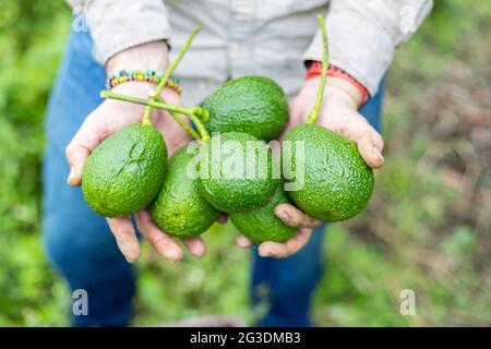 primo piano delle mani di un contadino con molti avocado appena raccolti Foto Stock
