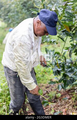 Colpo verticale di un coltivatore che lavora nella piantagione di avocado Foto Stock