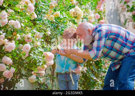 Giardinaggio - nonno giardiniere in giardino soleggiato piantando rose. Piante crescenti. Famiglia fattoria. Primavera e hobby. Padre e figlio coltivano fiori Foto Stock