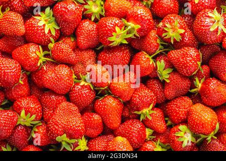 Fragole rosse mature intere. Vista dall'alto. Foto Stock