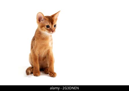 Il gatto di zenzero abissino si siede su uno sfondo bianco Foto Stock