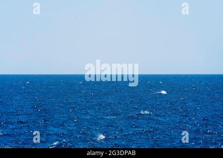 Seascape con mare orizzonte e quasi chiara profondo cielo blu - Sfondo Foto Stock