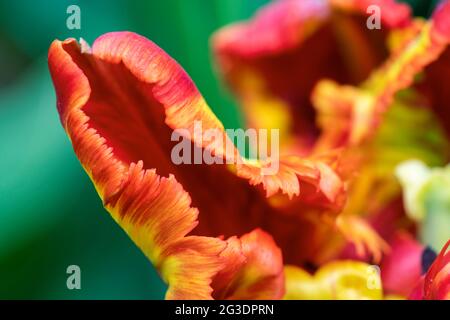 Tulipa 'Rasta pappagallo'. Petali di fiori di tulipano Foto Stock