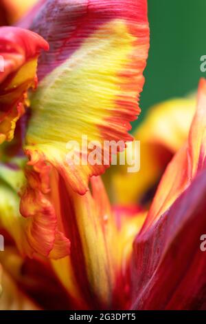 Tulipa 'Rasta pappagallo'. Petali di fiori di tulipano Foto Stock