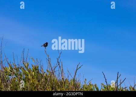 Piccolo stonechat africano in piedi su un ramo cespuglio contro il cielo blu vibrante. Fotografia paesaggistica di uccelli nella zona costiera con spazio di copia Foto Stock