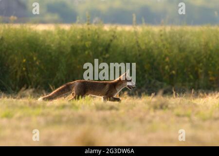 La volpe rossa (Vulpes vulpes) è la più grande delle volpi vere e uno dei membri più ampiamente distribuiti dell'ordine Carnivora, essendo presente acro Foto Stock