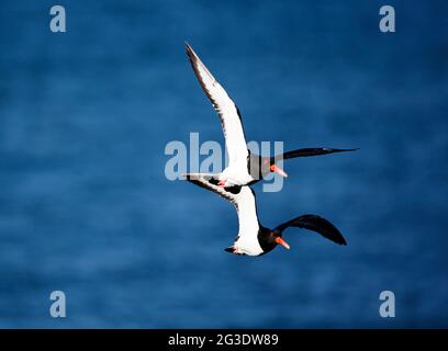 Oystercatchers lungo la costa del Galles del Nord Foto Stock