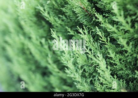 Thuja siepe e scelta della varietà desiderata Foto Stock