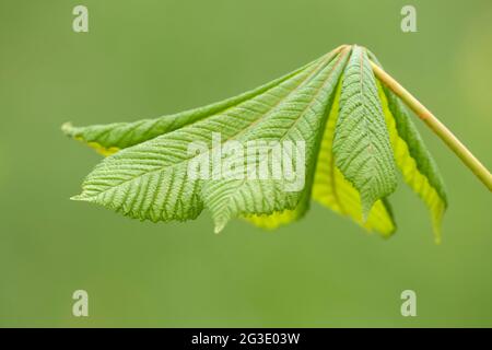 Giovane foglia fresca di castagno di cavallo (Aesculus hippocastanum) su solido sfondo verde Foto Stock
