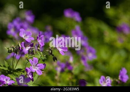 Becco di legno (Geranium sylvaticum) che fiorisce su un prato durante l'estate svedese Foto Stock