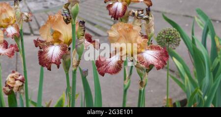 Insolito iris a due tonalità in contrapposizioni di marrone e arancio scuro Foto Stock