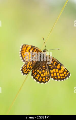 Il fritillario della brughiera (Melitaea athalia) con ali spalmabili poggiate su una paglia Foto Stock