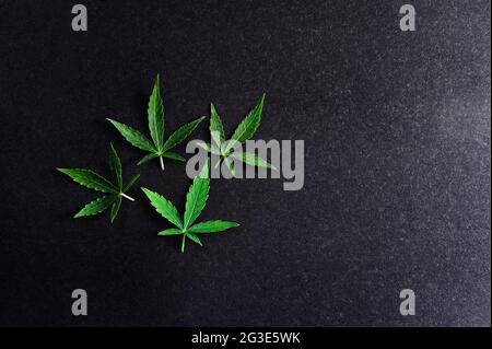 Foglie di cannabis. Pianta di marijuana fresca su sfondo nero isolato. Foto Stock