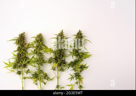 Pianta di marijuana su sfondo bianco. Arbusto di cannabis, gemme giovani. Foto Stock