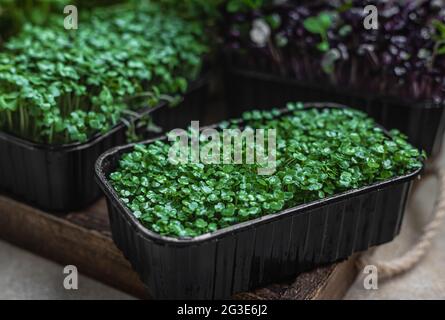 Diversi tipi di micro green in contenitori. Germinazione di seme a casa. Concetto di alimentazione vegana e sana. Micrograni organici crudi. Messa a fuoco selettiva. Foto Stock