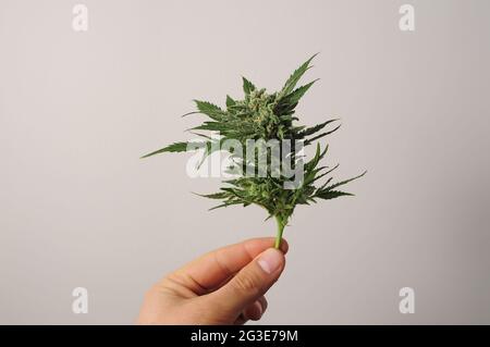 Piante di cannabis in fiore. L'uomo coltivatore tiene in mano un ramo fresco. Marijuana gemma isolato su sfondo bianco. Foto Stock