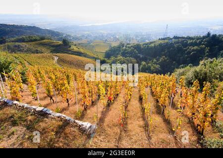 FRANCIA. ARDECHE (07) IL VIGNETO CON IL TIPO AUTUNNALE DI VITE SYRAH LA VALLE DEL RODANO Foto Stock