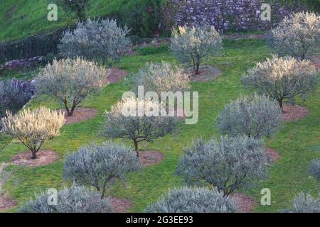 FRANCIA. ARDECHE (07) BANNE VILLAGGIO DI CARATTERE OLIVERAIE OLIVETO Foto Stock