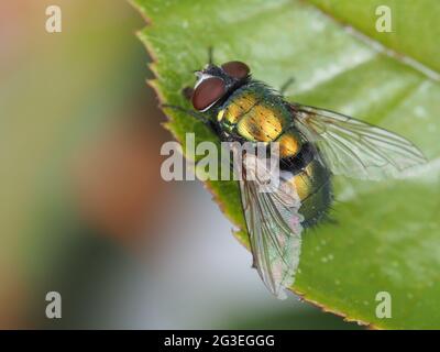 Fly di colpo verde (Lucilia sp., molto probabilmente fly di bottiglia verde comune - Lucilia sericata) Foto Stock