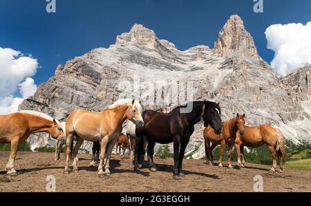 Cavalli e mucche sotto Monte Pelmo nelle Dolomiti Italiane, Tirolo del Sud, Dolomiti, Alpi Italiane europee Foto Stock