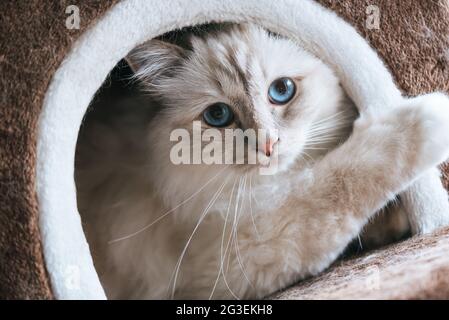 Ritratto di bel gatto sacro della birmania con gli occhi blu in una casa di gatto Foto Stock