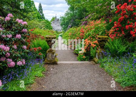 Rododendri in fiore presso i giardini botanici di Dawyck, vicino a Peebles Scozia Foto Stock