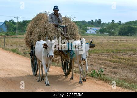 Un agricoltore si siede su un mucchio di fieno in un carro che viene tirato da un paio di buoi vicino a Panama sulla costa orientale dello Sri Lanka. Foto Stock