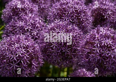 Teste di fiori di allio di mauve Foto Stock