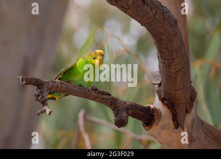 Budgerigar, Melopsittacus undulatus, seduto su un ramo di albero nell'entroterra dell'Australia Centrale. Foto Stock