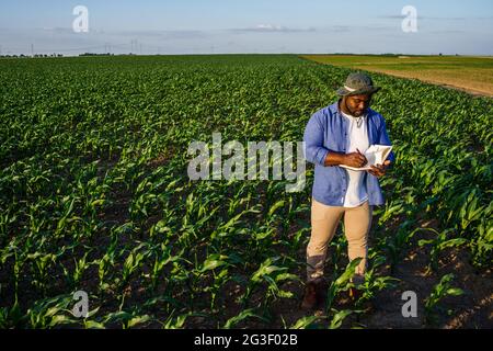 Coltivatore è in piedi nel suo campo di mais crescente. Sta esaminando le colture dopo aver seminando con successo. Foto Stock