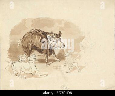 Cinghiale attaccato da cani da caccia. . Foto Stock
