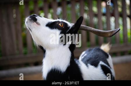 ritratto di capra macchiata bianca e nera con lunghe corna in posa al sole Foto Stock
