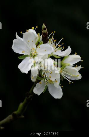 Prunus domesticus subsp. Intitia - fiore di prugne Foto Stock