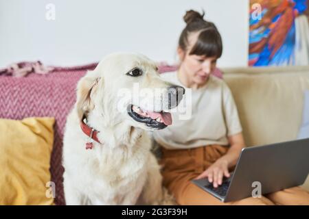 Giovane donna che lavora su un computer portatile mentre si siede sul divano con il suo cane nella stanza domestica Foto Stock