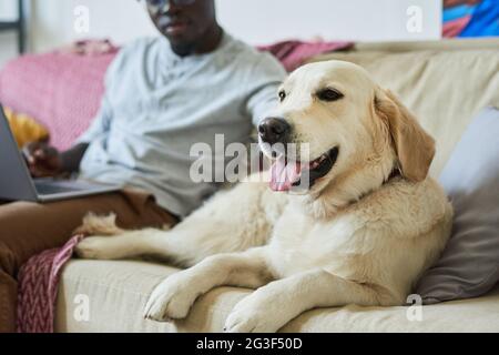 Primo piano di cane carino sdraiato sul divano con il suo proprietario che lavora sul computer portatile in background Foto Stock