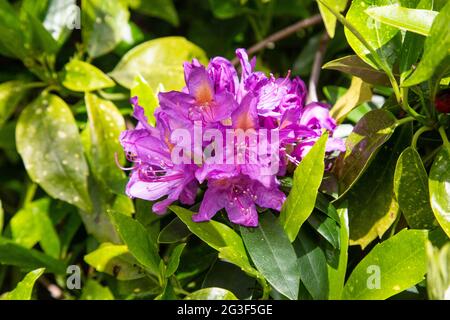 Fiori porpora rododendro, Medstead, Hampshire, Inghilterra, Regno Unito. Foto Stock