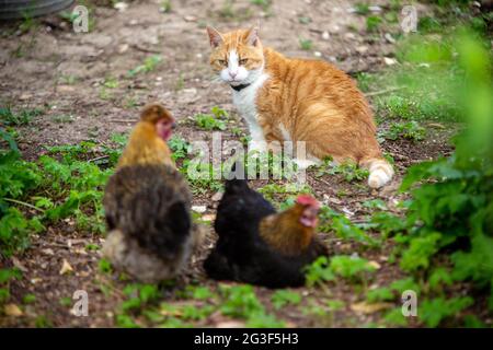 Ginger Cat e Free range Bantam Chicken, Hampshire, Inghilterra, Regno Unito. Foto Stock