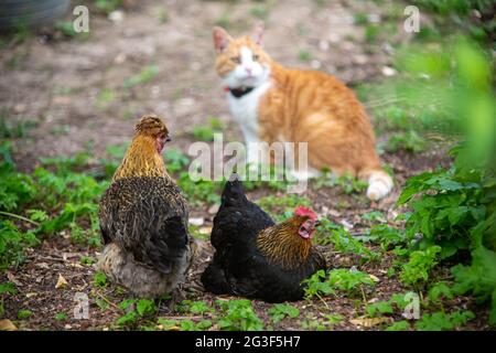 Ginger Cat e Free range Bantam Chicken, Hampshire, Inghilterra, Regno Unito. Foto Stock