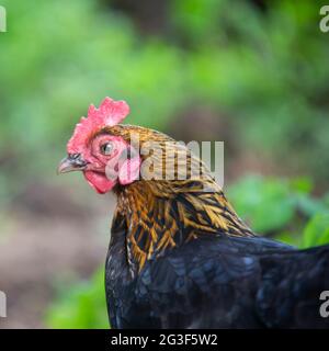 Free range Bantam Chicken, Hampshire, Inghilterra, Regno Unito. Foto Stock