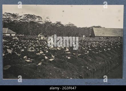 Lavoratori nel campo del tabacco della valuta Deli della Società Deli a Sumatra. Parte dell'album di viaggio con fotografie di attività e di attrazioni turistiche su Sumatra e Java e dal viaggio da e per le Indie Orientali olandesi. Foto Stock